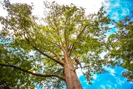 Why Choose Our Tree Removal Services in Lubeck, WV?