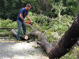 Best Tree Risk Assessment  in Lubeck, WV